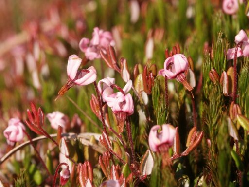 Blüten der gewöhnlichen Moosbeere