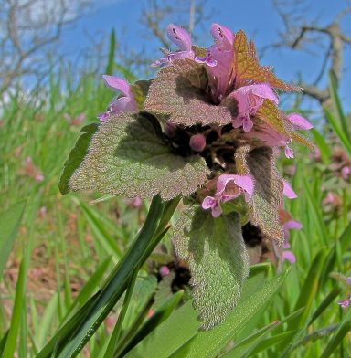 Purpurrote Taubnessel
