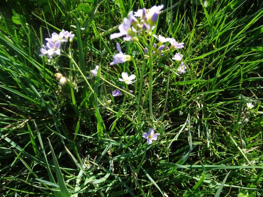 Wiesenschaumkraut