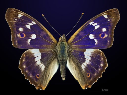 dorsal