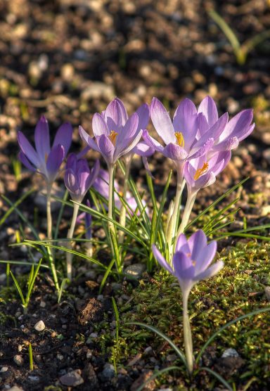 Crocus tommasianus