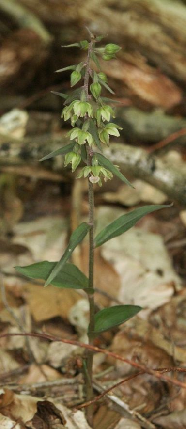 Violette Stendelwurz