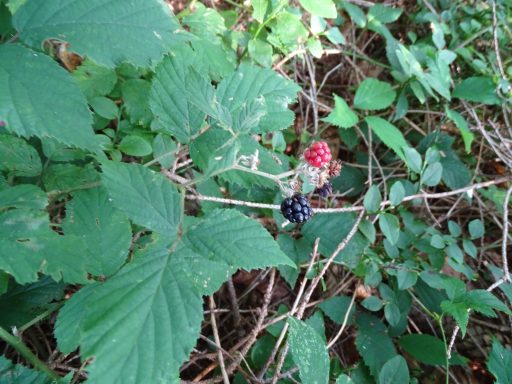Brombeere