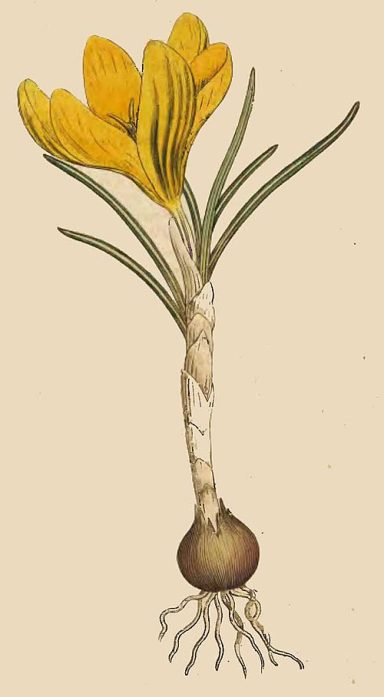 Crocus chrysanthus
