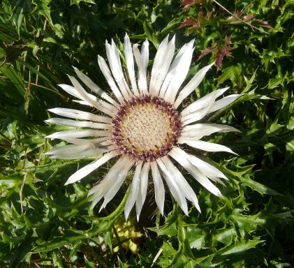 Silberdistel