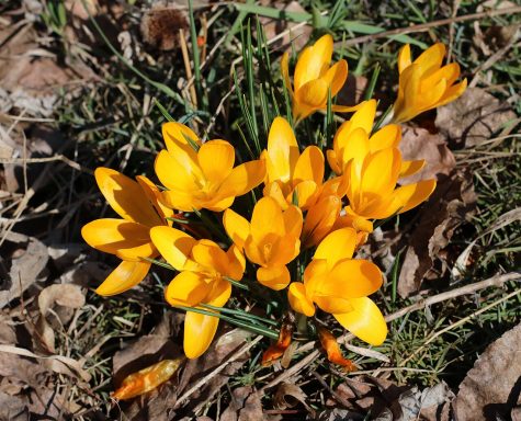 Crocus flavus