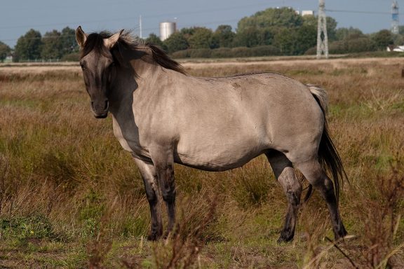 Konik
