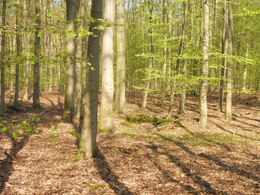Waldmeister-Buchenwald