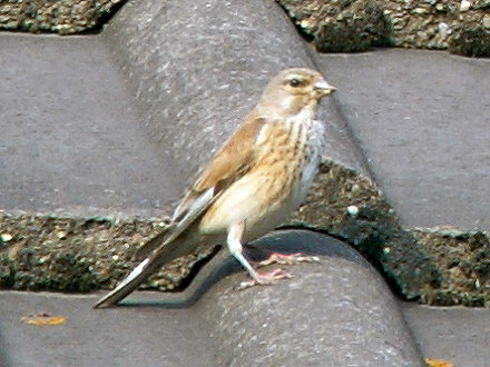 Bluthänfling weibl.