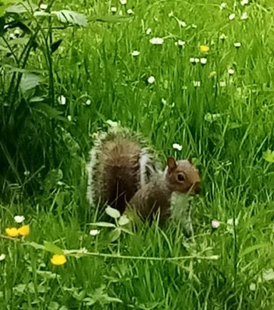 Grauhörnchen
