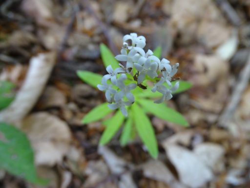 Waldmeister