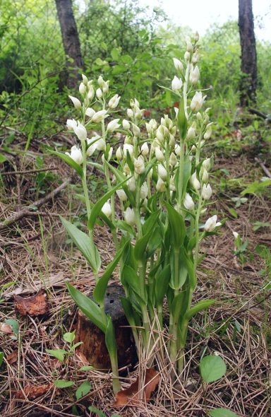 Weißes Waldvögelein