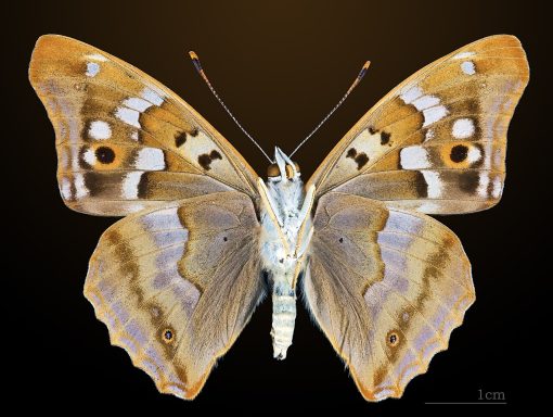 ventral