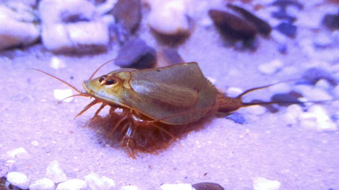Triops cancriformis